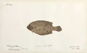 Robert Neill Prints: Spotted sole illustration