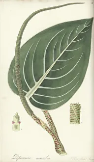 Nurseryman Prints: Spotted-stalked peperomia, Peperomia maculosa