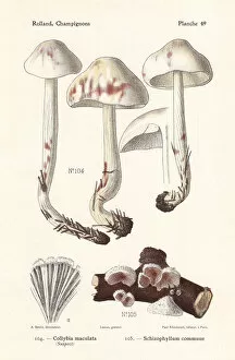 Fungus Collection: Spotted toughshank and split gill mushroom
