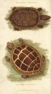 Amphibia Collection: Spotted turtle and painted turtle