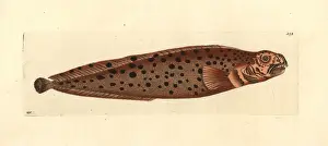 Spotted wolffish, Anarhichas minor