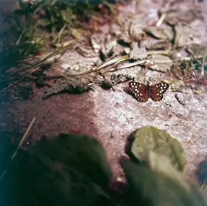 Butter Fly Prints: Spotted Wood Butterfly