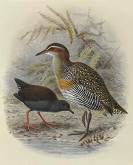 Images Dated 9th December 2011: Spottless Crake and Bandd Rail