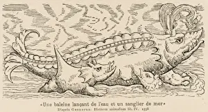 1558 Prints: Spouting Whale-Fish