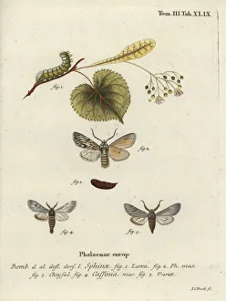 Variant Collection: Sprawler moth, Asteroscopus sphinx