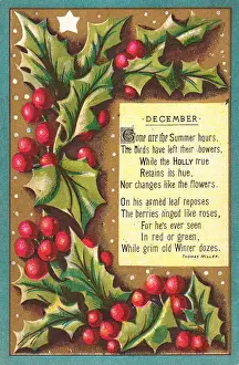 Sprigs Prints: Spray of holly on a Christmas card