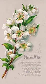 Spray of white flowers on a Christmas card