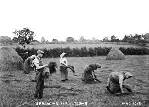 Spreading Gallery: Spreading Flax, Toome