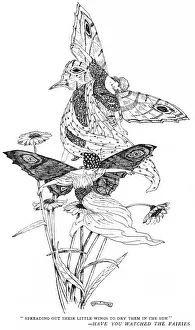 Images Dated 18th July 2011: Spreading out their little wings