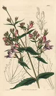 Spreading Gallery: Spreading penstemon, Pentstemon diffusum