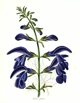 Spreading Gallery: Spreading sage, Salvia patens