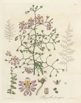 Spreading schizanthus, Schizantheus porrigens