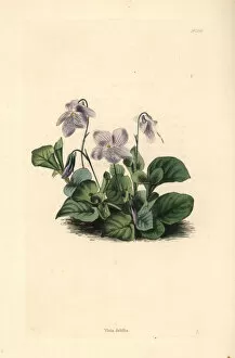 Spreading Gallery: Spreading violet, Viola debilis