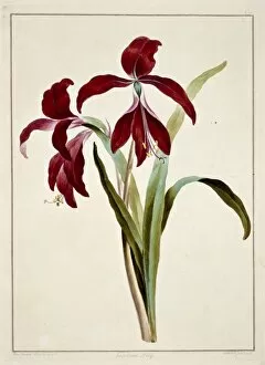 Magenta Collection: Sprekelia formosissima, jacobean lily