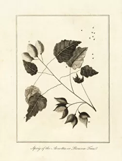 Seeds Collection: Sprig of the anchiote tree, Bixa orellana