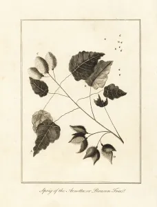 Negroes Prints: Sprig of the anchiote tree, Bixa orellana