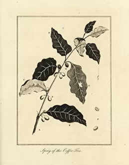 Sprig of the coffee tree, Coffea arabica