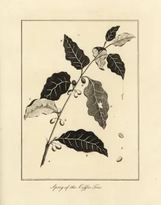 Sprig of the coffee tree, Coffea arabica Sprig of the coffee tree, Coffea arabica