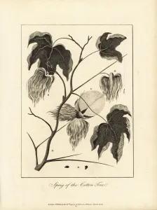 Fiber Prints: Sprig of the cotton plant, Gossypium hirsutum
