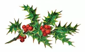 Images Dated 9th November 2015: Sprig of holly on a Victorian Christmas scrap