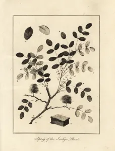 Negroes Prints: Sprig of the indigo plant, Indigofera tinctoria