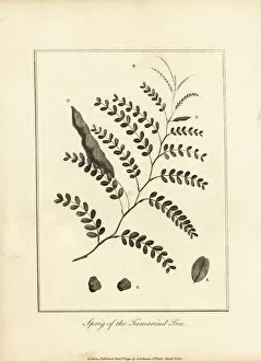 Sprig of the tamarind tree, Tamarindus indica