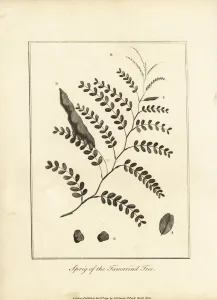 Indica Prints: Sprig of the tamarind tree, Tamarindus indica