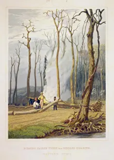 Spring--Burning fallen trees in a girdled clearing--Western