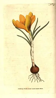 Spring crocus, Crocus vernus
