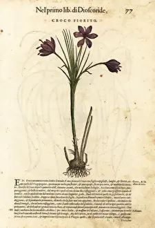 Spring crocus, Crocus vernus