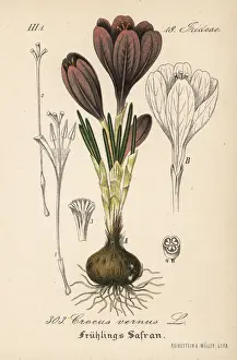 Spring crocus, Crocus vernus