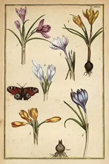 Canis Collection: Spring crocus and European peacock butterfly