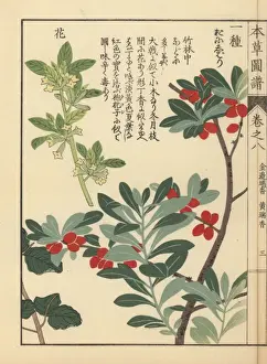 Illustratedguidetomedicinalplants Prints: Spring daphne, Daphne pseudo-mezereum