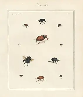 Melolontha Prints: Spring dumbledor, bee beetle, cockchafer maybeetle, etc
