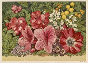 Coronaria Prints: Spring Flowers 1866