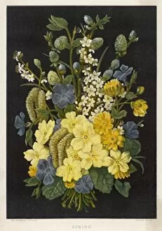 Flowers and Plants Gallery: Spring Flowers 1880