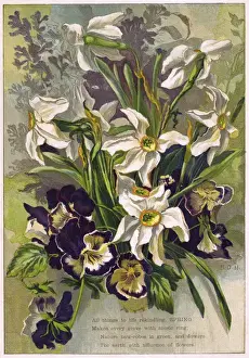 Narcissus Prints: Spring Flowers C. 1870