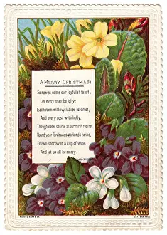 Primroses Prints: Spring flowers on a Christmas card