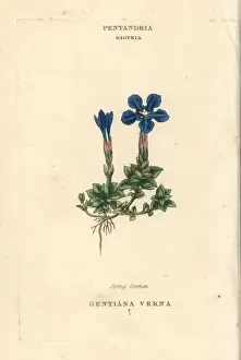 Verna Prints: Spring gentian, Gentiana verna