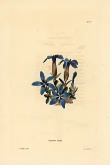Spring gentian, Gentiana verna