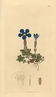 Spring gentian, Gentiana verna