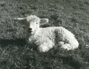 Images Dated 23rd April 2019: SPRING LAMB