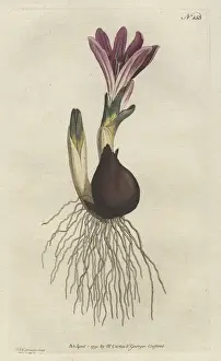 Williamcurtis Prints: Spring meadow saffron, Bulbocodium vernum