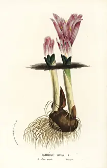 Bulbocodium Prints: Spring meadow saffron, Colchicum bulbocodium
