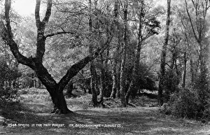 Spring in the New Forest