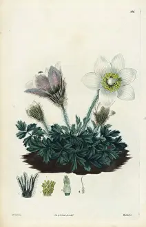Dalton Prints: Spring pasqueflower, Anemone vernalis