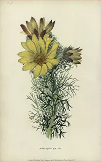 Richardmorris Prints: Spring pheasants eye, Adonis vernalis