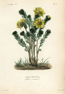 Constans Collection: Spring pheasants eye or false hellebore