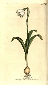 Spring snowflake, Leucojum vernum