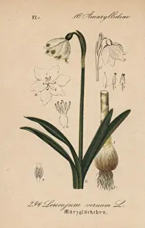 Spring snowflake, Leucojum vernum
